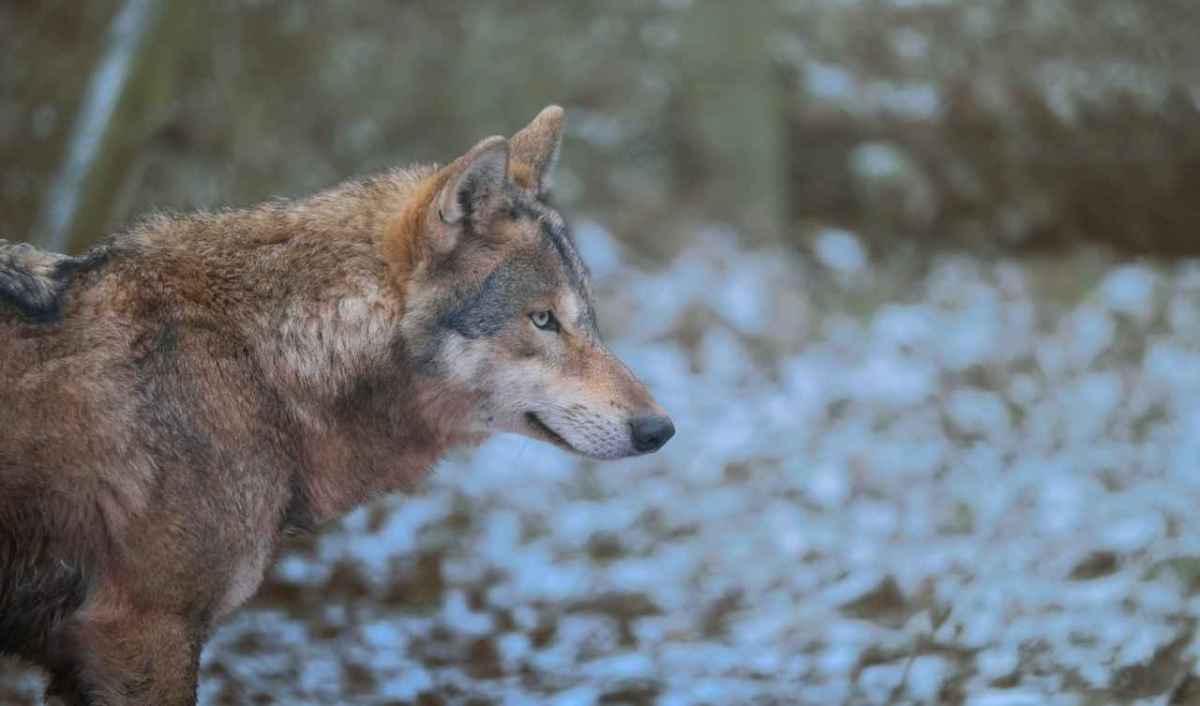 En ulv står i profil i en let snedækket skov
