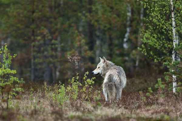 Fünf Wochen Wolfsregulierung 2026: Mindestens 26 Wölfe getötet