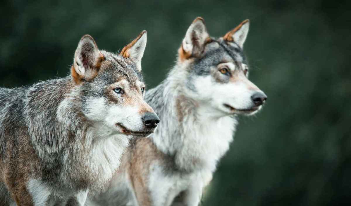 Zwei Wölfe stehen nebeneinander vor dunkelgrünem Hintergrund und blicken nach rechts