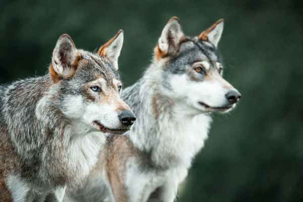 Wolfsregulierung: IG Wild beim Wild verlangt Akten und Aufsicht vom BAFU