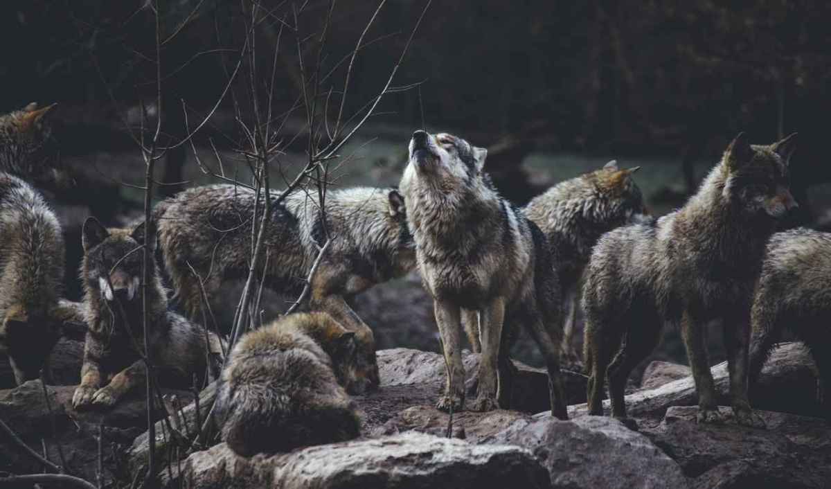 Wolfsrudel auf Felsen im Wald, ein Wolf heult
