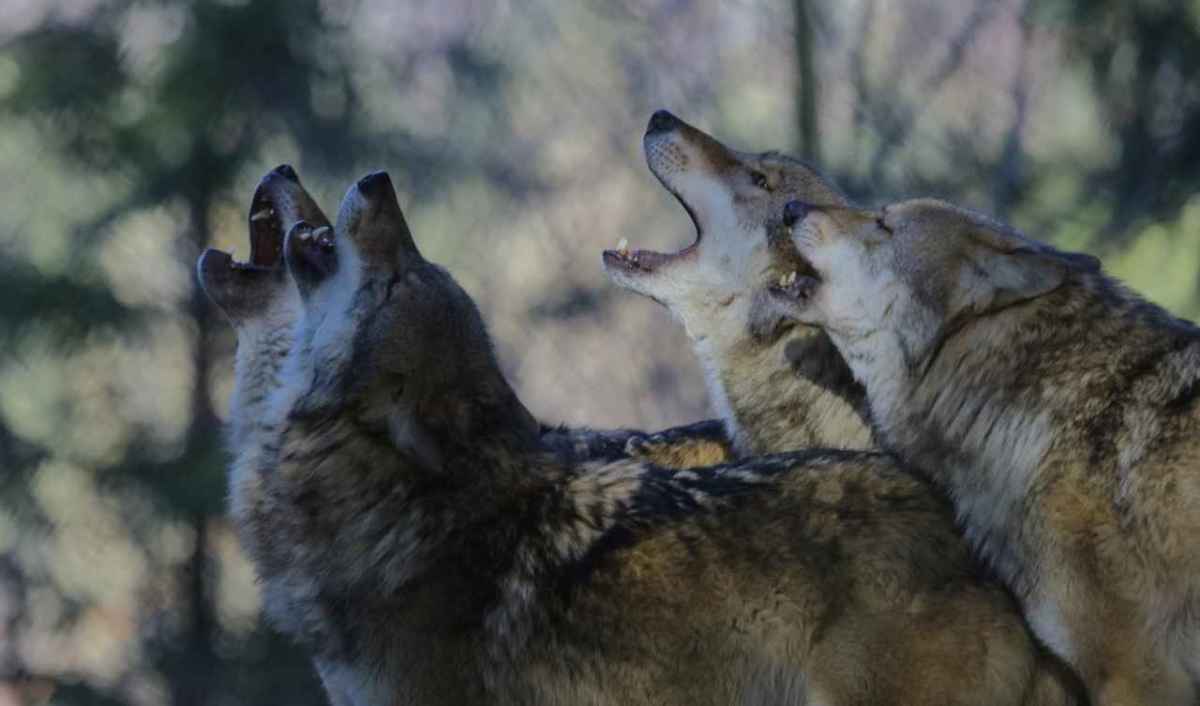 Vier Wölfe heulen gemeinsam mit erhobenen Köpfen vor einem unscharfen Waldhintergrund