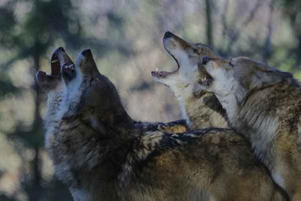 La meute de Nanz autorisée pour un tir total : le Valais veut tuer la prochaine famille de loups