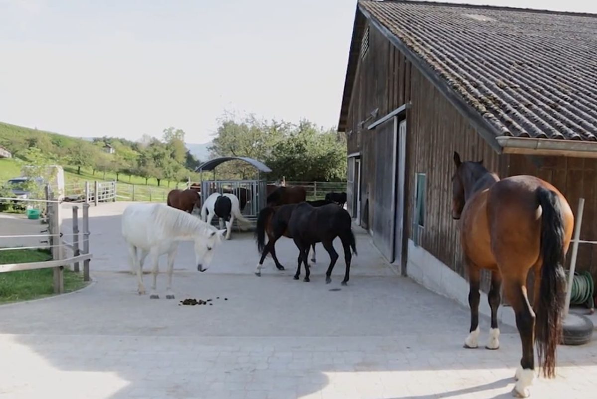 Lebenshof Stinah